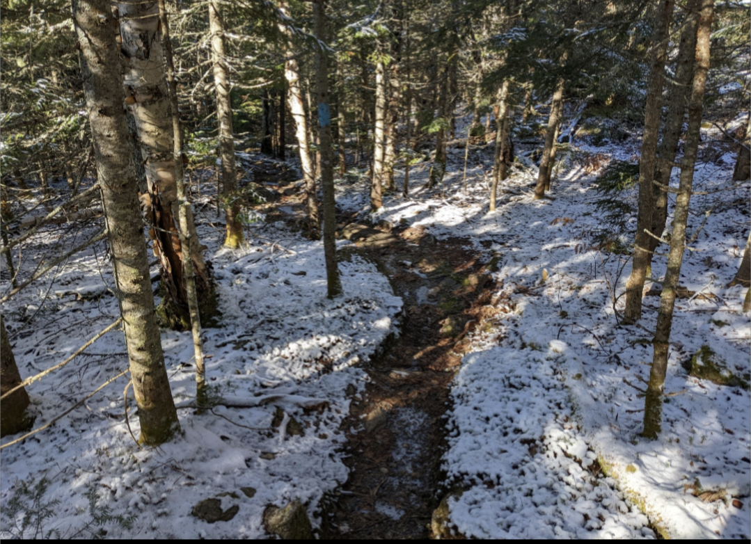 1st Snow Walk of the Year — Snowjournal 2.0